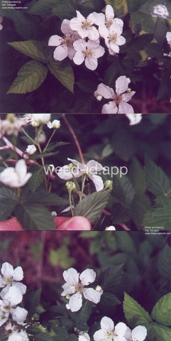 blackberry, common